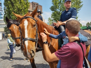 Na zdjęciu dwa konie służbowe, na nich policjant i policjantka obok mężczyzna z kilkuletnim chłopcem na rękach.