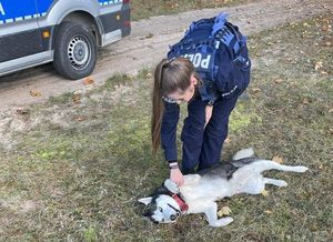 Na zdjęciu pies rasy husky przy nim policjantka głaszcząca zwierzę.