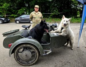 na zdjęciu pojazd militarny w którym znajduje się pies czarnego koloru obok pies koloru białego, za pojazdem mężczyzna w stroju moro.