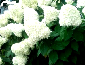 na zdjęciu białe kwiaty hortensji