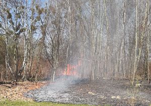na zdjęciu ogień pomiędzy drzewami
