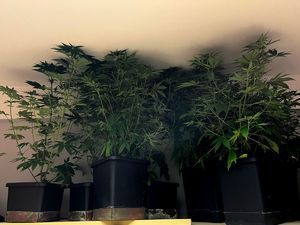 na zdjęciu krzaki konopi