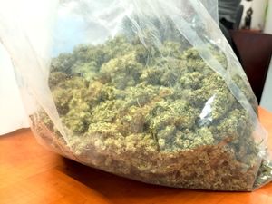 na zdjęciu susz zielono brunatny w przezroczystym worku