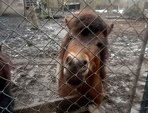 na zdjęciu kucyk brązowego koloru