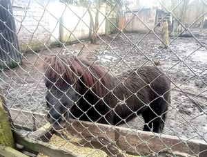 na zdjęciu kucyk brązowego koloru