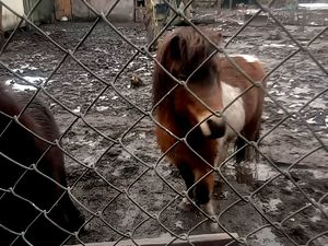 na zdjęciu kucyk brązowego koloru