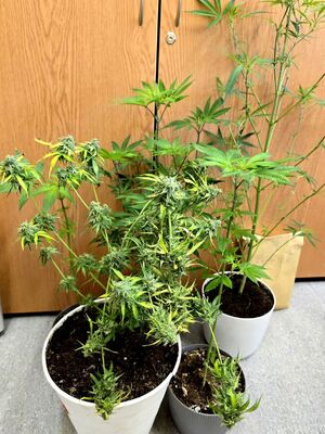 pięć krzewów konopi w doniczkach