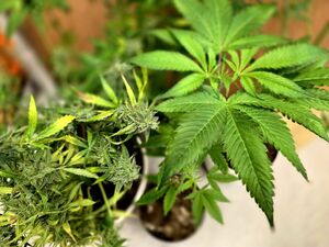 konopie w donicach, zbliżenie na liście