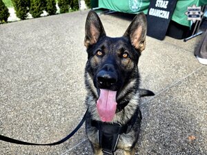 głowa psa służbowego