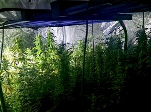 plantacja konopi indyjskich