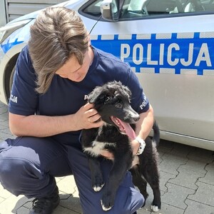 policjant głaszczę szczeniaka za nim radiowóz